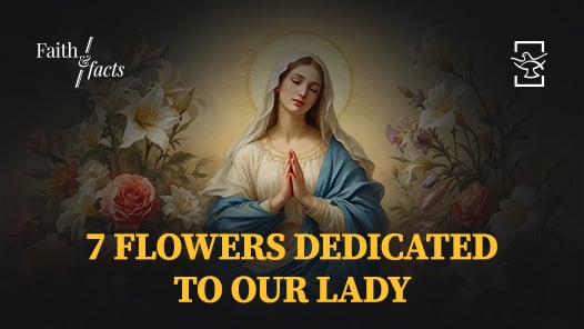 Faith and Facts 7 Flowers Dedicated to Our Lady